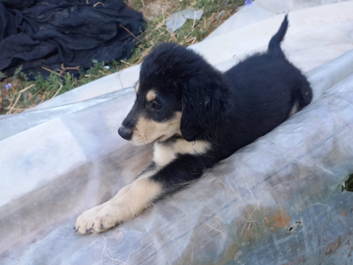 Adozione cane, maschio, Razza sconosciuta Razza sconosciuta, 2 mesi, taglia media, Salerno