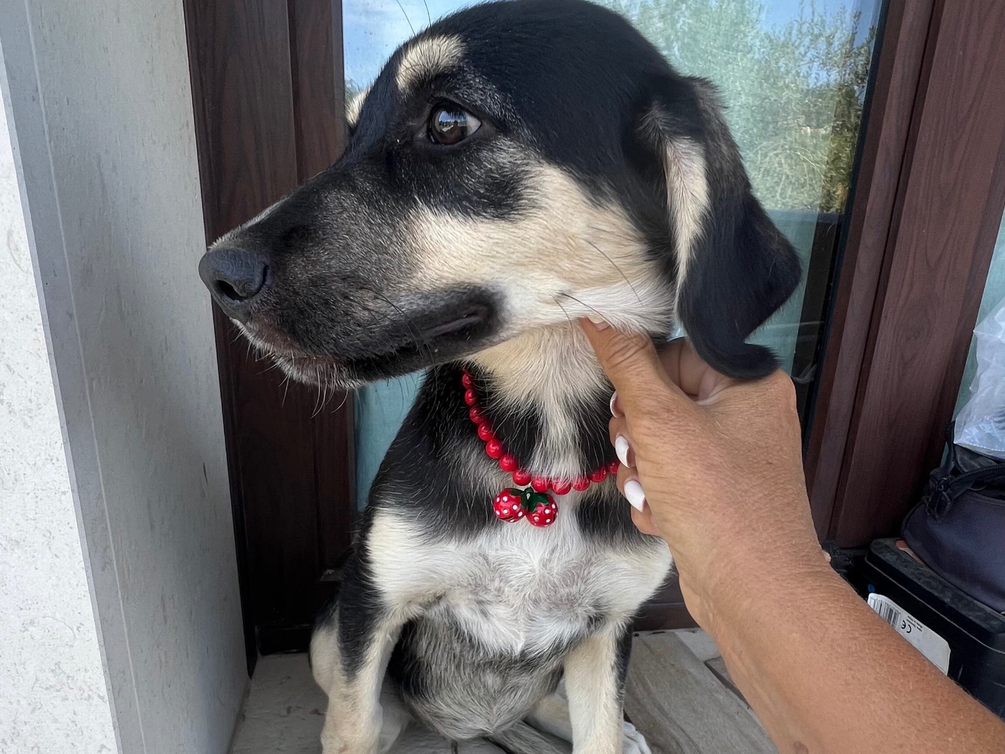 Adotta il cane Luna a Siracusa