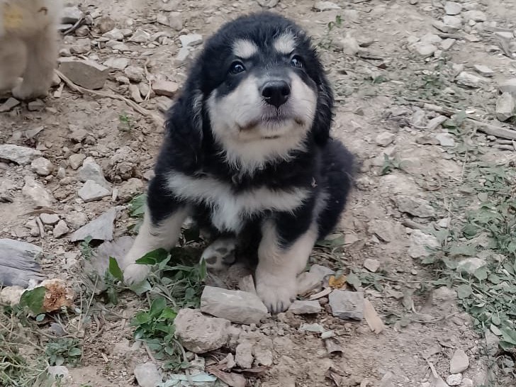 Adozione cane, femmina, Razza sconosciuta Razza sconosciuta, 3 mesi, taglia media, Salerno