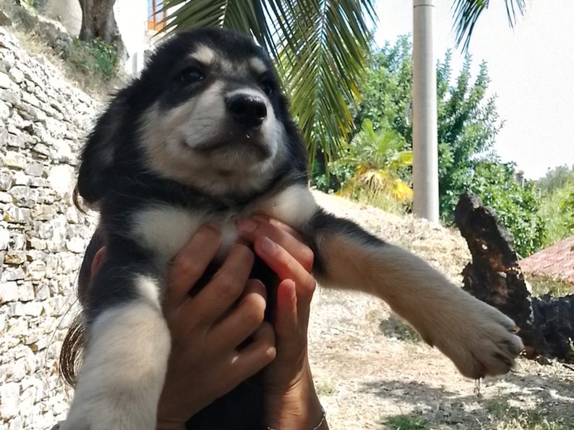 Adotta un cane, femmina, 3 mesi, Salerno