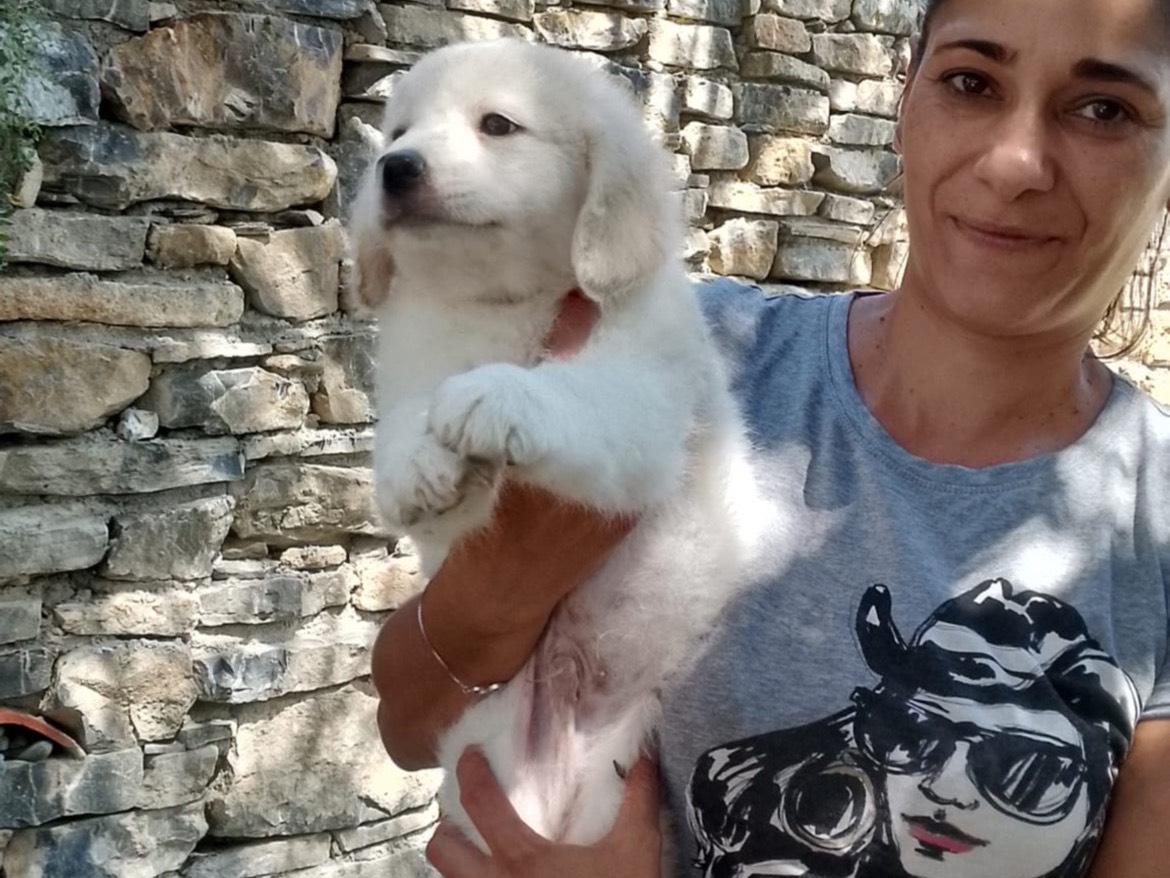 Adozione cane, maschio, Razza sconosciuta Razza sconosciuta, 3 mesi, taglia media, Salerno
