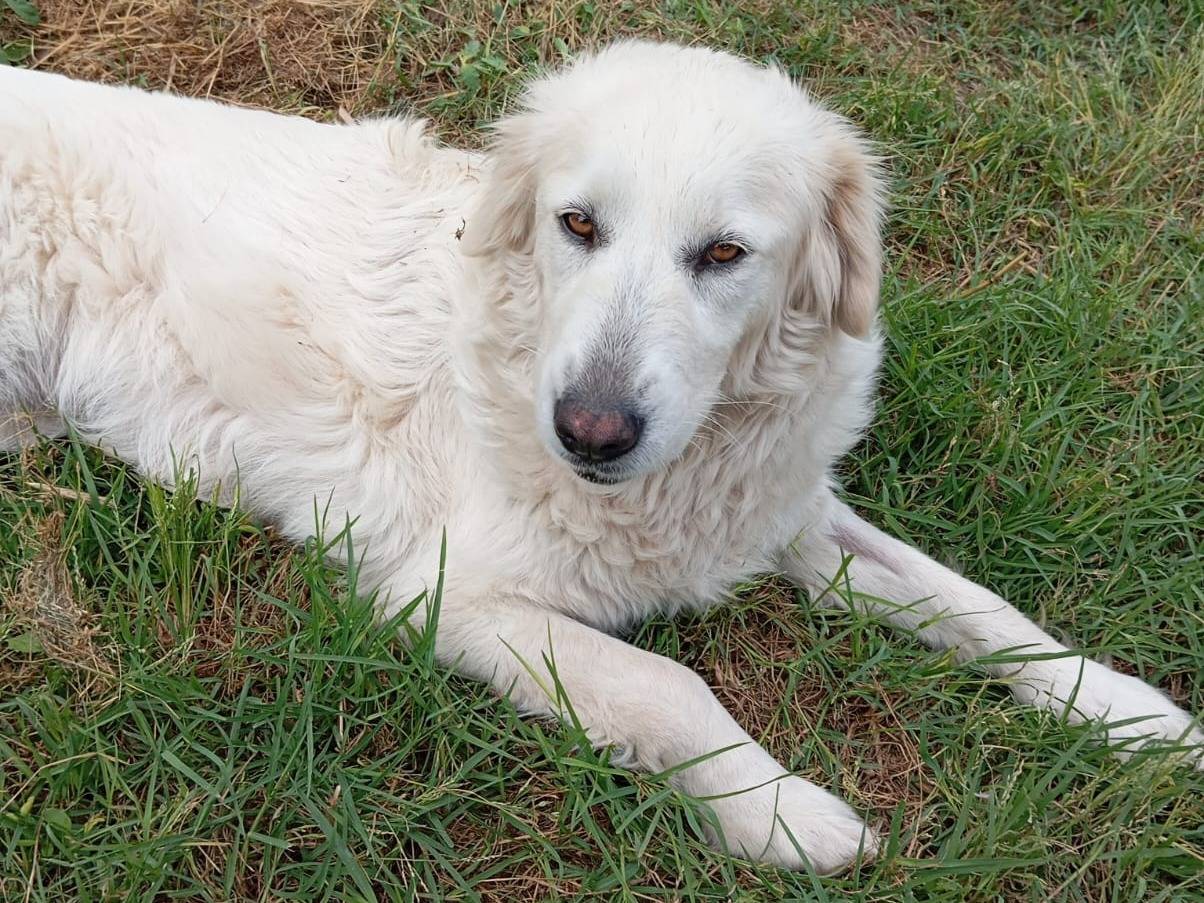 Adozione cane, femmina, Golden Retriever Razza sconosciuta, 4 anni e 6 mesi, taglia media, Caserta