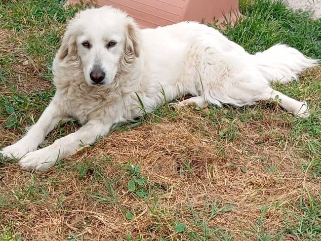Adotta un cane, femmina, 4 anni e 6 mesi, Caserta