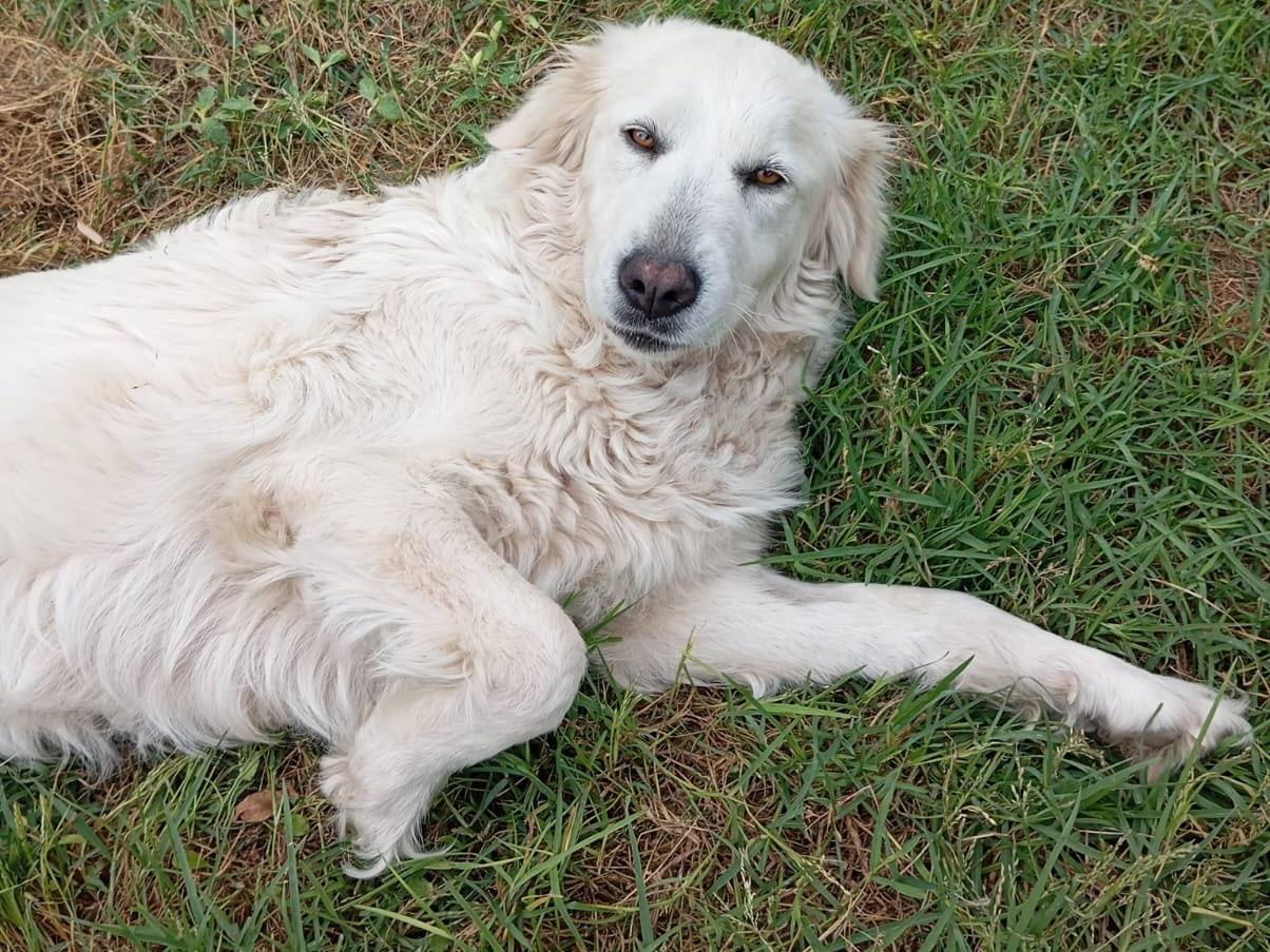 Adotta un cane, taglia media, femmina, Caserta