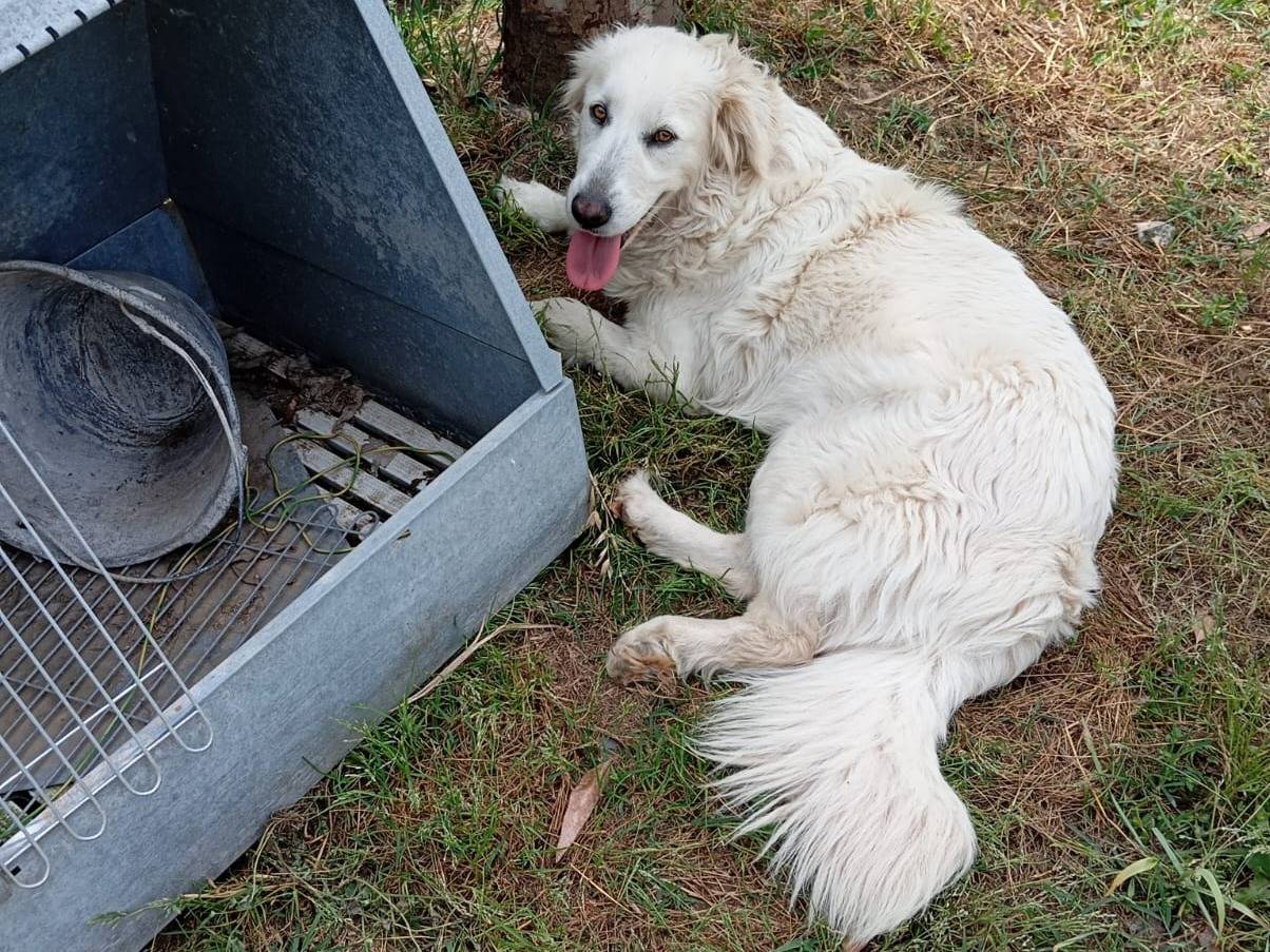 Vuoi adottare un cane a Caserta?