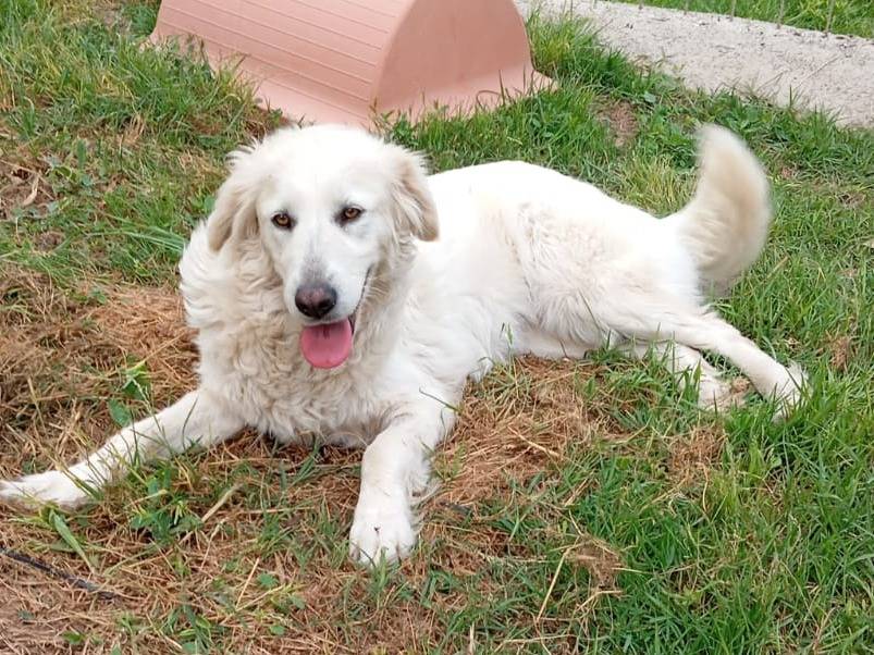 Adotta il cane Dea a Caserta