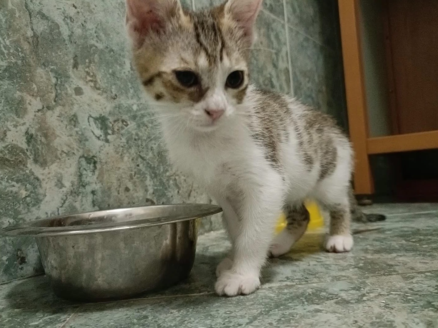 Adozione gatto, femmina, Razza sconosciuta Razza sconosciuta, 3 mesi, taglia non valida, Perugia