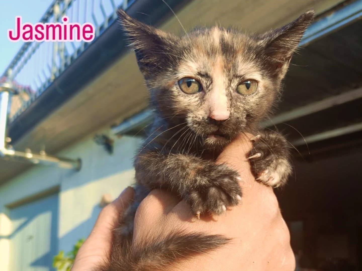Adotta un gatto, femmina, 2 mesi, Perugia