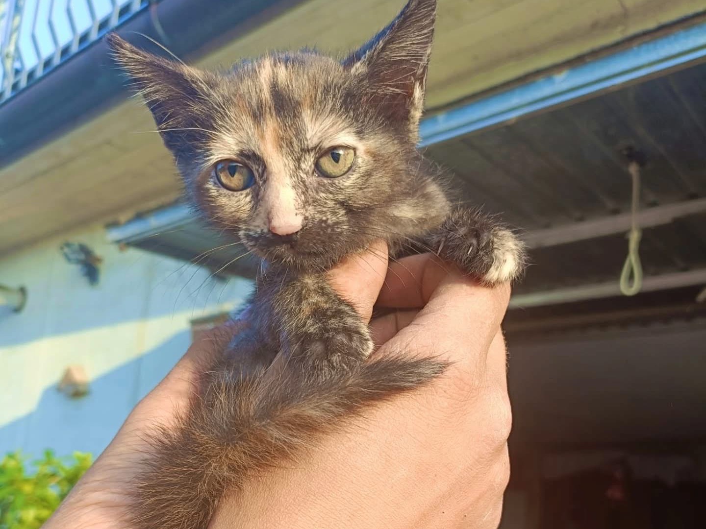 Adotta un gatto, taglia non valida, femmina, Perugia