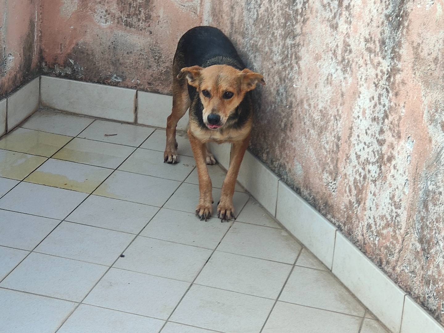 Adozione cane, femmina, Razza sconosciuta Razza sconosciuta, 3 anni e 6 mesi, taglia media contenuta, Vibo