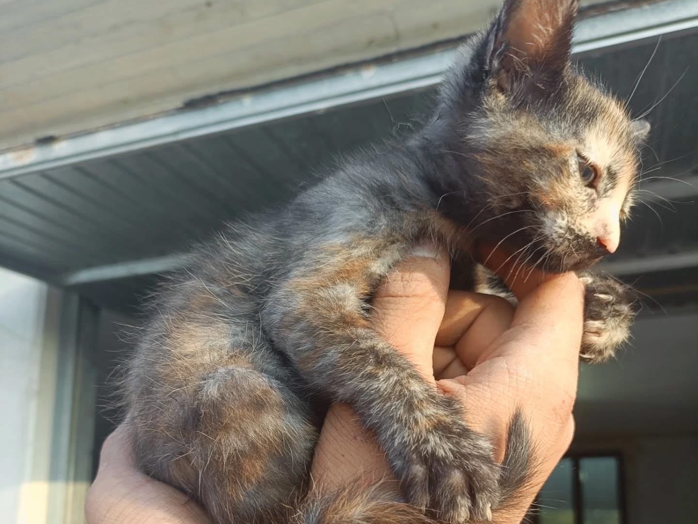 Vuoi adottare un gatto a Perugia?