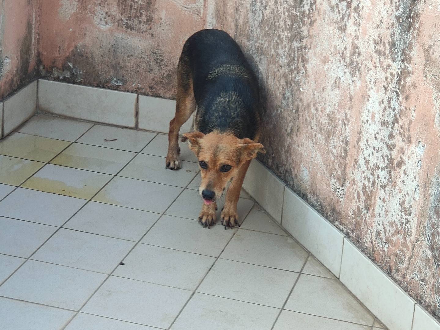 Adotta un cane, femmina, 3 anni e 6 mesi, Vibo