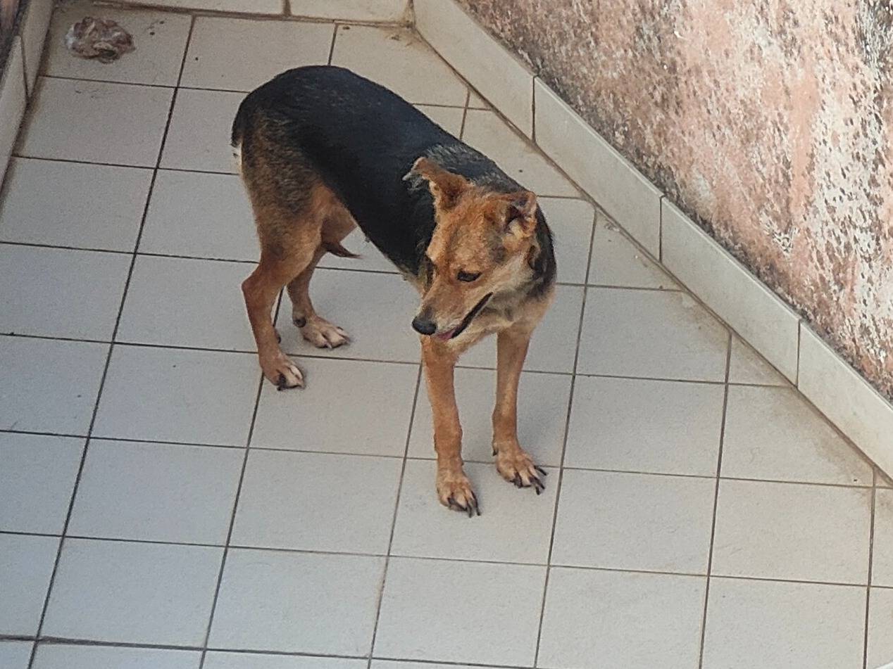 Adotta un cane, taglia media contenuta, femmina, Vibo