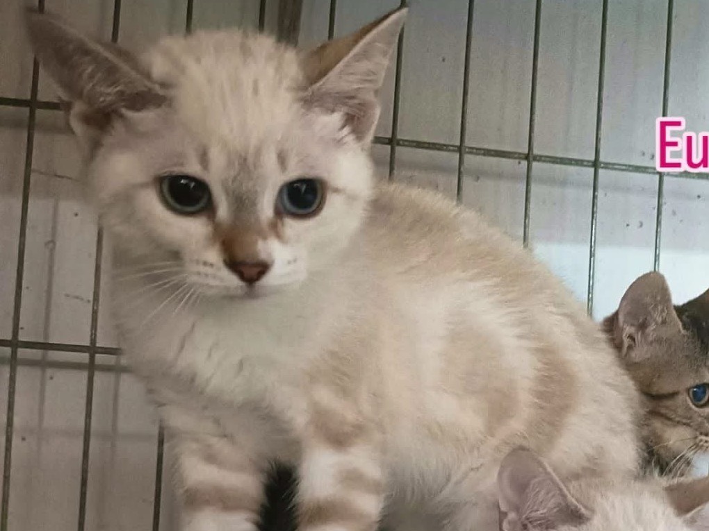 Adozione gatto, femmina, Razza sconosciuta Razza sconosciuta, 3 mesi, taglia non valida, Perugia