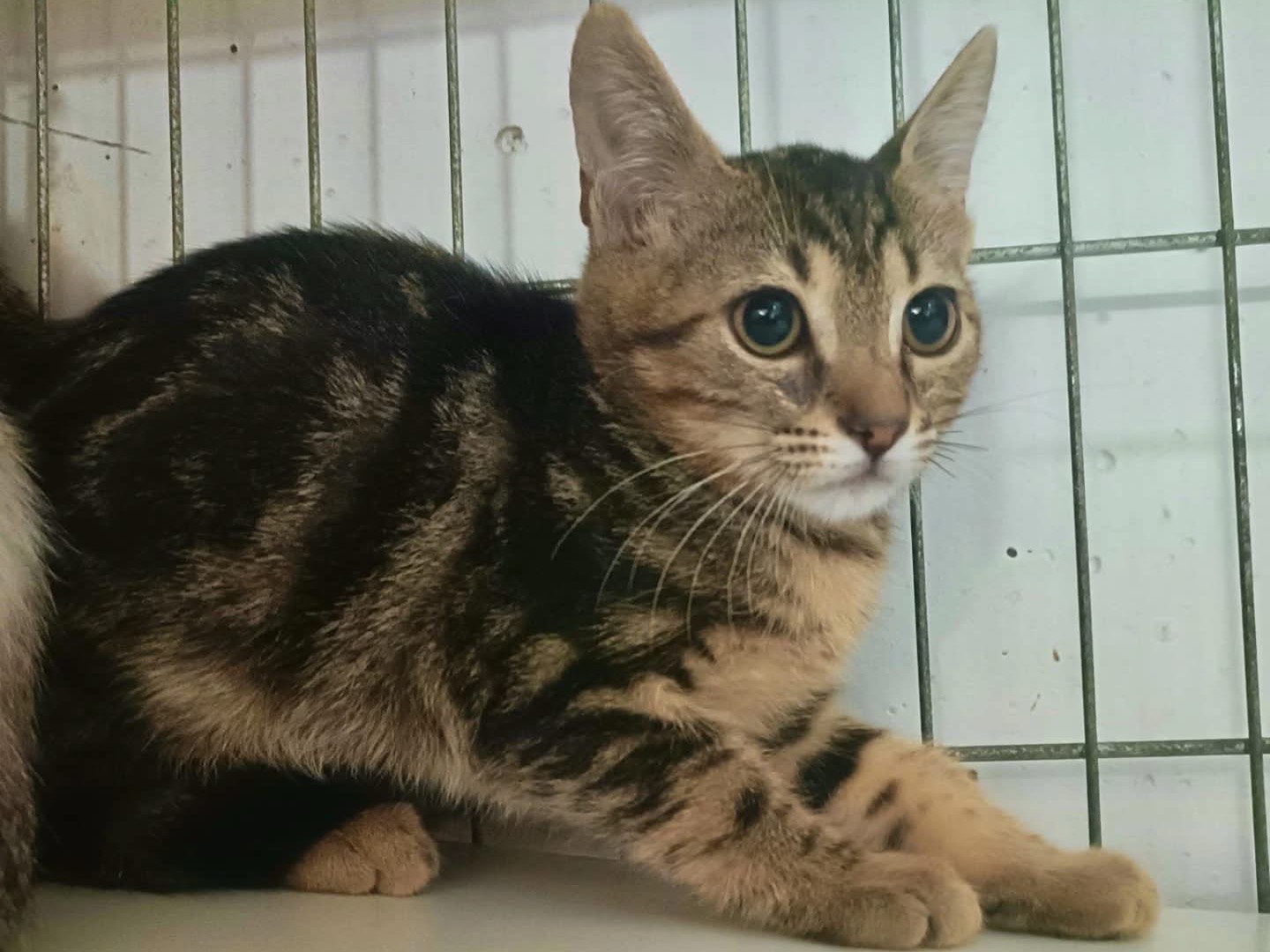 Adozione gatto, femmina, Razza sconosciuta Razza sconosciuta, 3 mesi, taglia non valida, Perugia