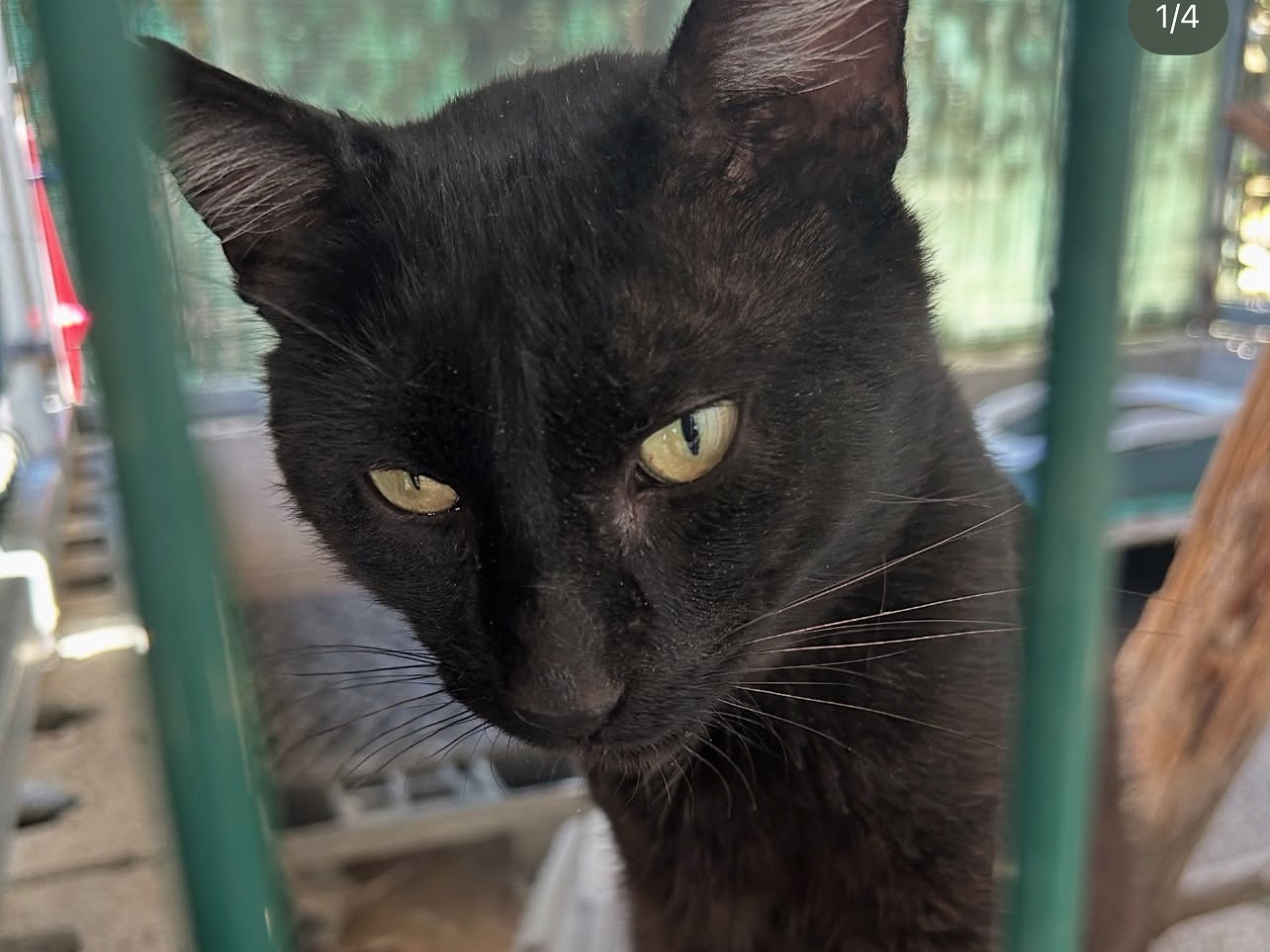 Adozione gatto, maschio, Razza sconosciuta Razza sconosciuta, 6 anni, taglia non valida, Arezzo