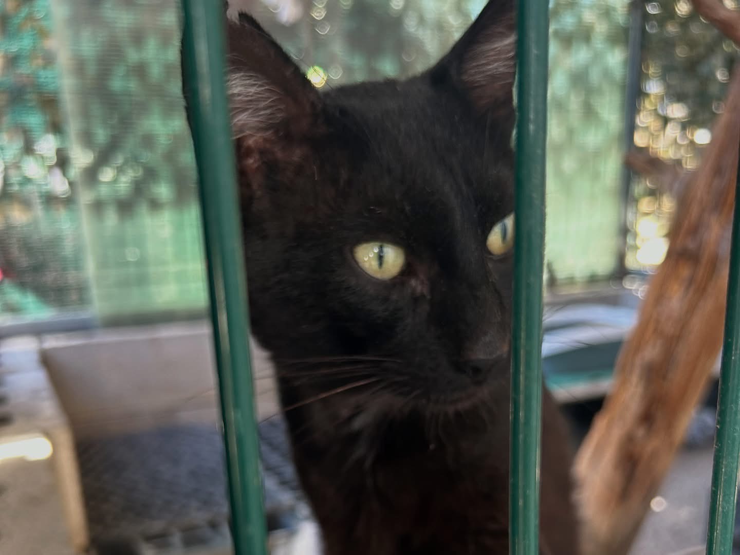 Adotta un gatto, maschio, 6 anni, Arezzo