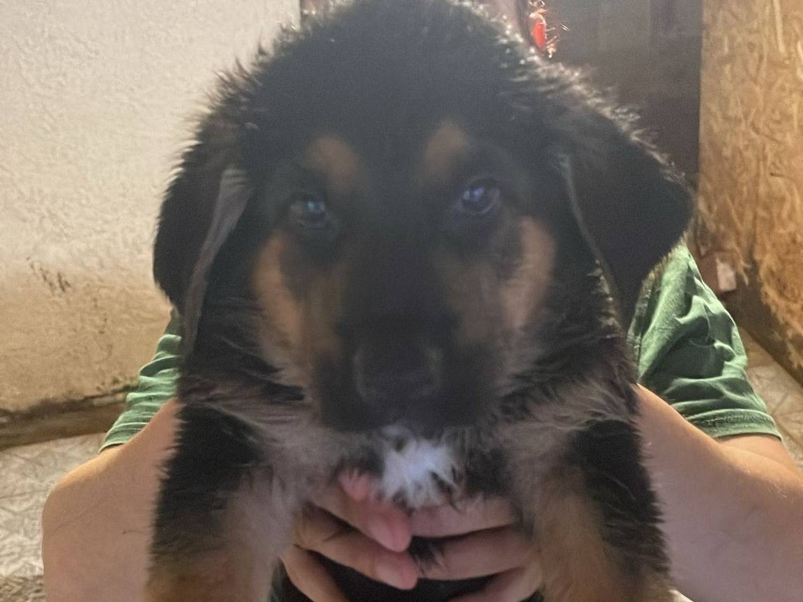 Adozione cane, maschio, Pastore tedesco Razza sconosciuta, 1 mesi, taglia grande, Vibo
