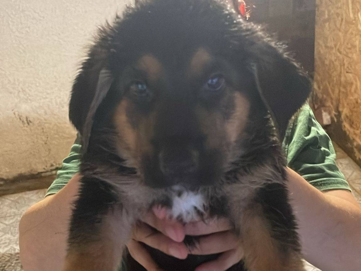 Adozione cane, maschio, Pastore tedesco Razza sconosciuta, 1 mesi, taglia grande, Vibo