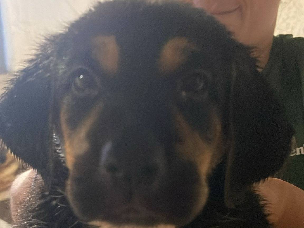 Adozione cane, femmina, Pastore tedesco Razza sconosciuta, 1 mesi, taglia grande, Vibo