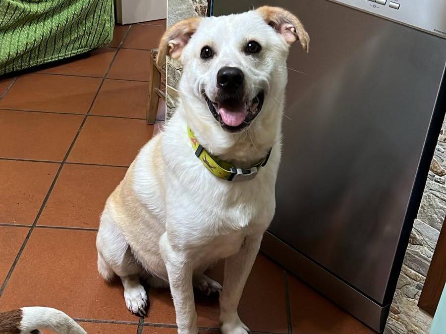 Adozione cane, maschio, Razza sconosciuta Razza sconosciuta, 1 anno, taglia media contenuta, Vibo