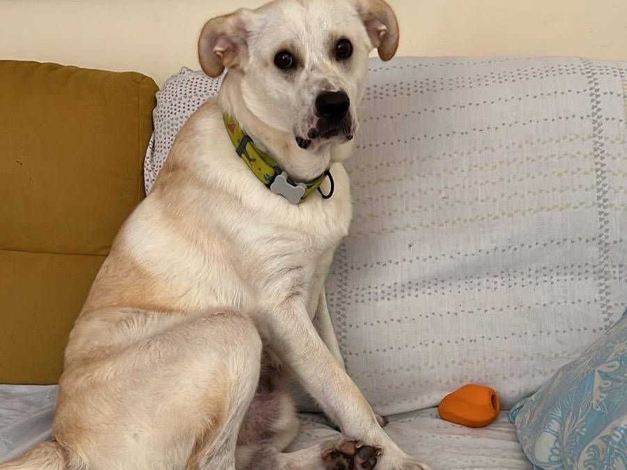 Adotta un cane, maschio, 1 anno, Vibo