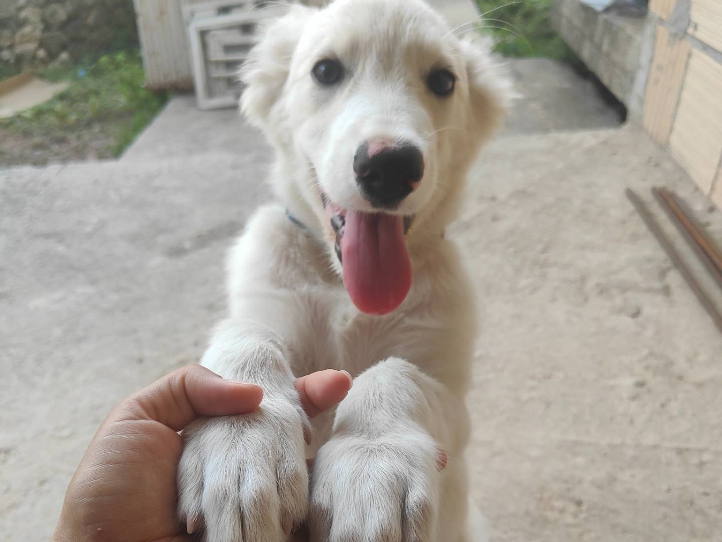 Adozione cane, maschio, Razza sconosciuta Razza sconosciuta, 1 mesi, taglia grande, Vibo