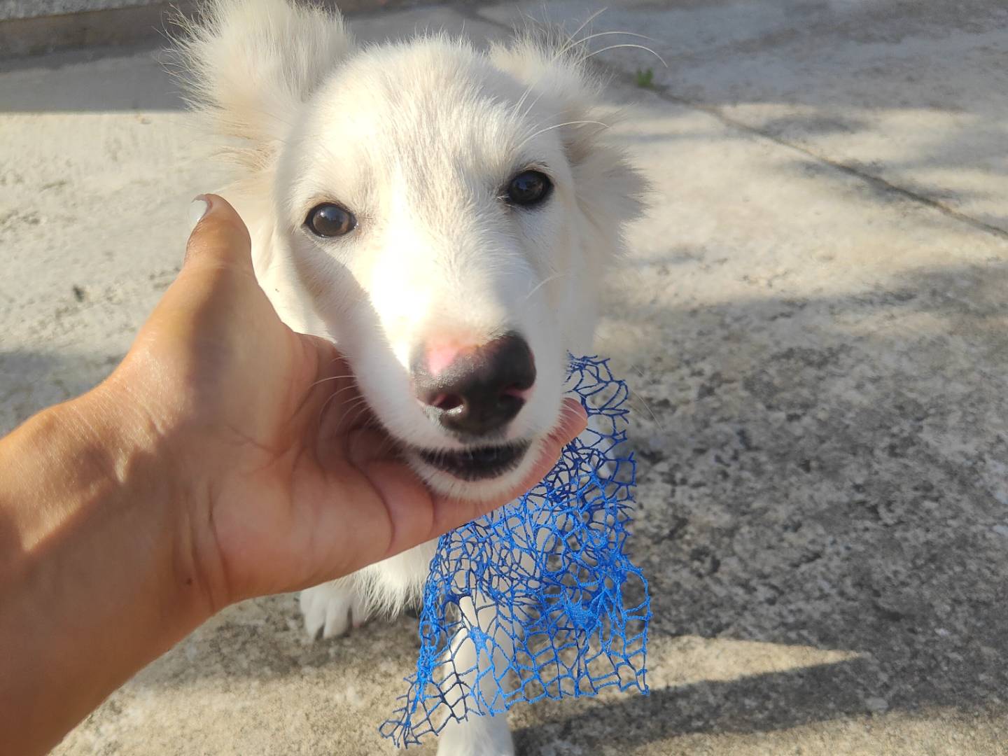 Vuoi adottare un cane a Vibo?