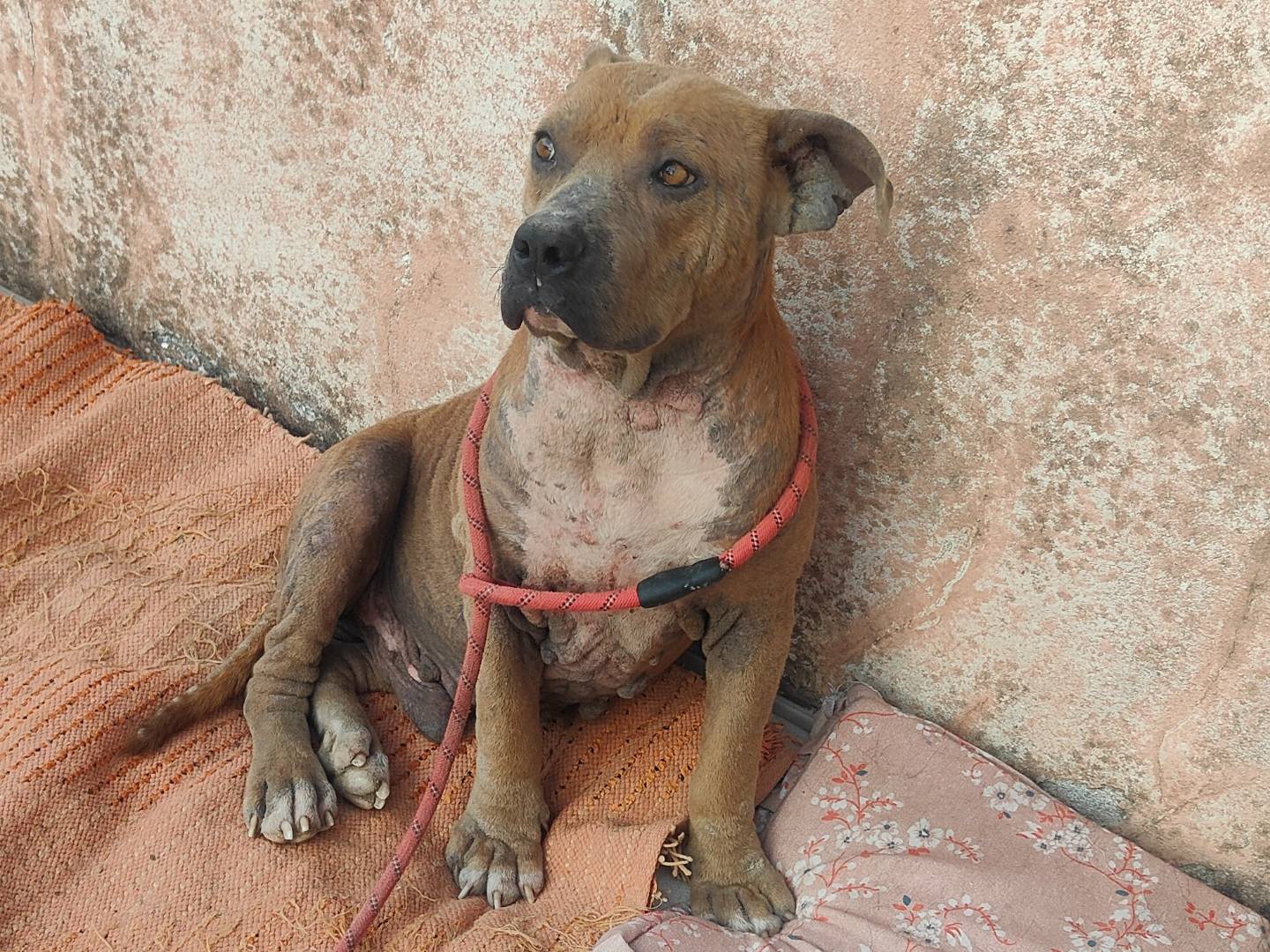 Adotta un cane, maschio, 6 anni e 2 mesi, Vibo