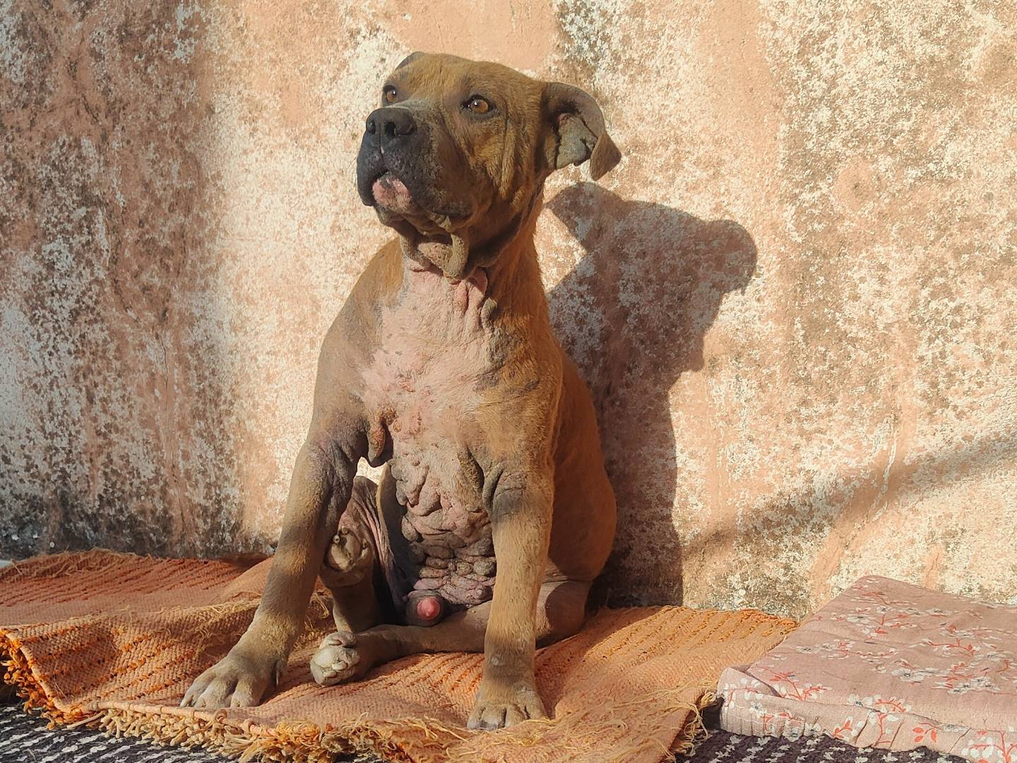 Adotta un cane, taglia grande, maschio, Vibo