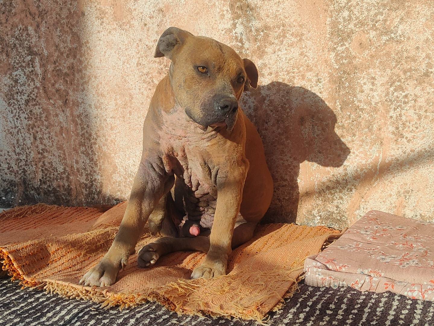 Vuoi adottare un cane a Vibo?