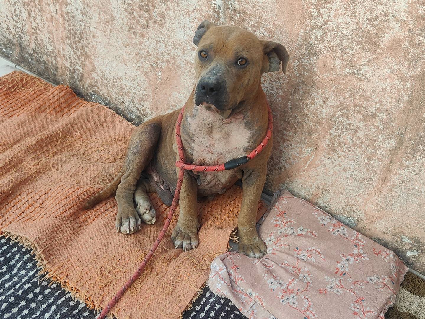 Adotta il cane Teo a Vibo