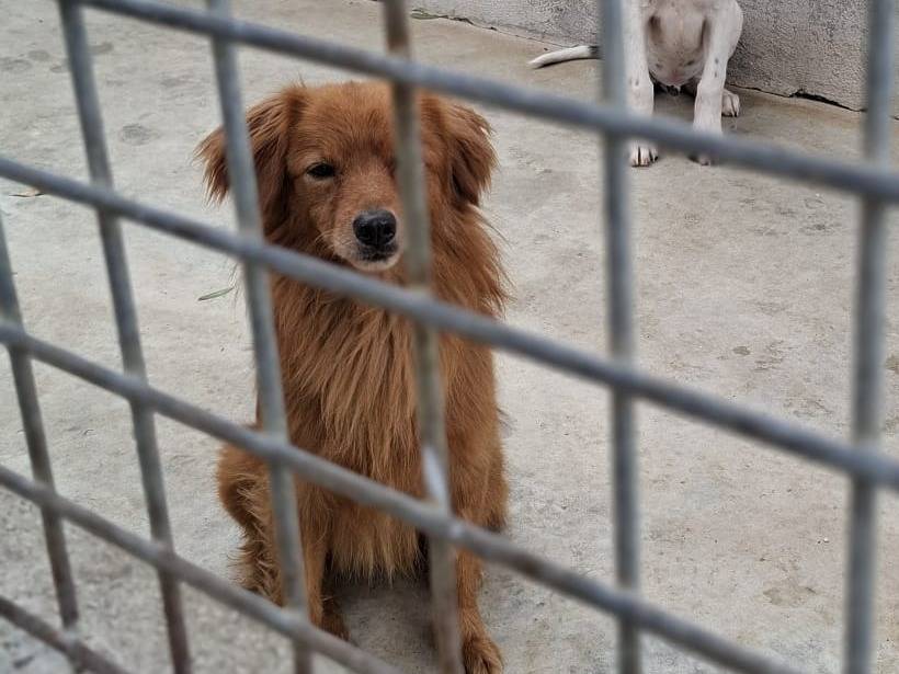 Foto 2 dell'animale