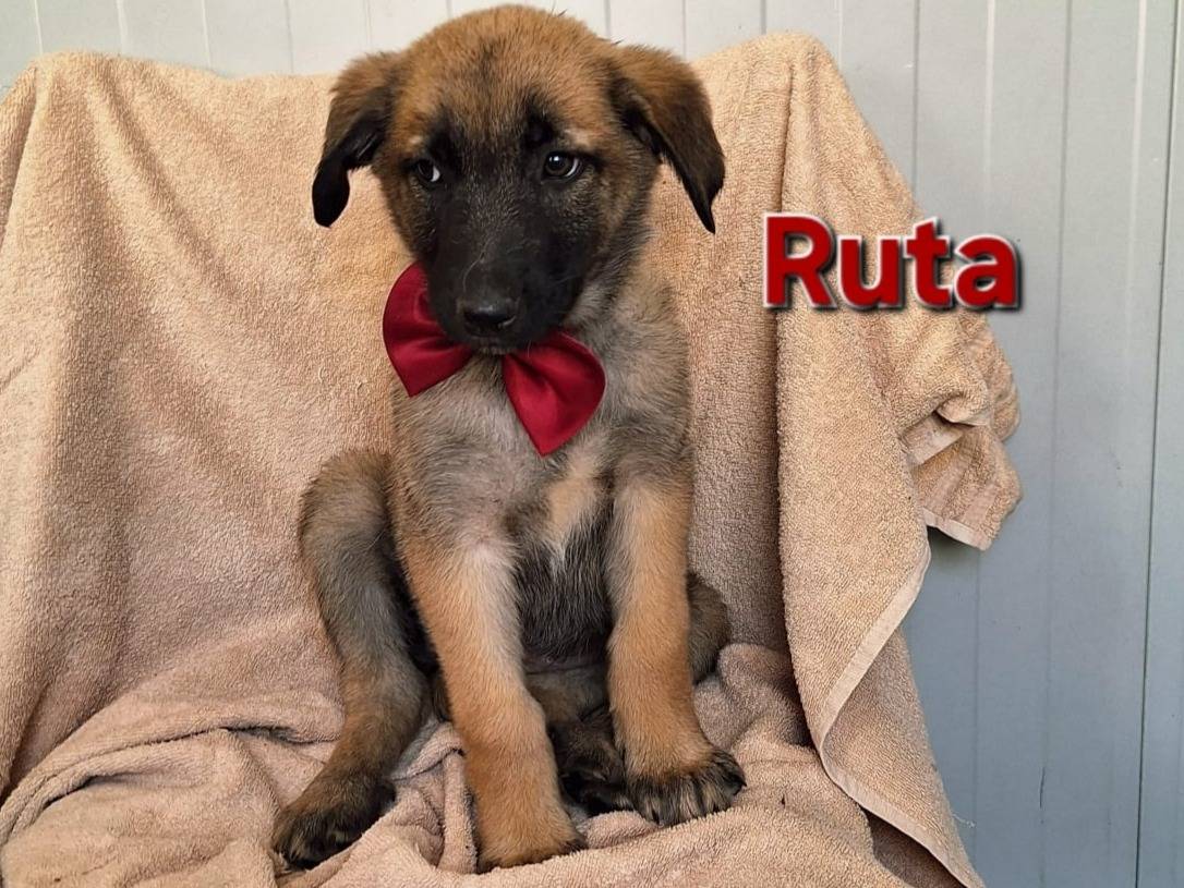 Adozione cane, femmina, Razza sconosciuta Pastore Belga Malinois, 4 mesi, taglia media, Como