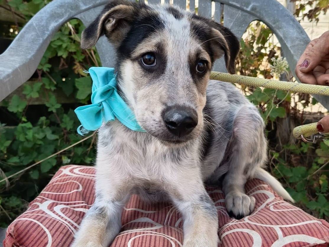 Adozione cane, maschio, Razza sconosciuta Razza sconosciuta, 3 mesi, taglia media, Varese