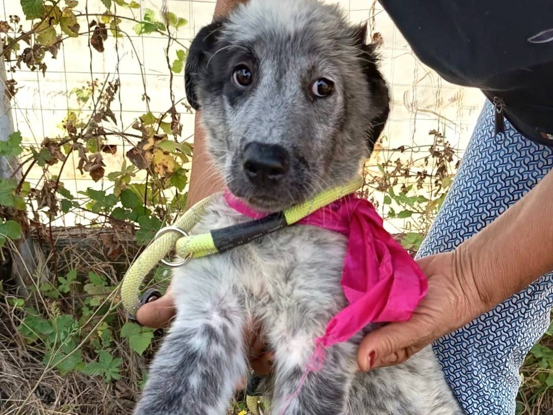 Adotta un cane, femmina, 3 mesi, Varese