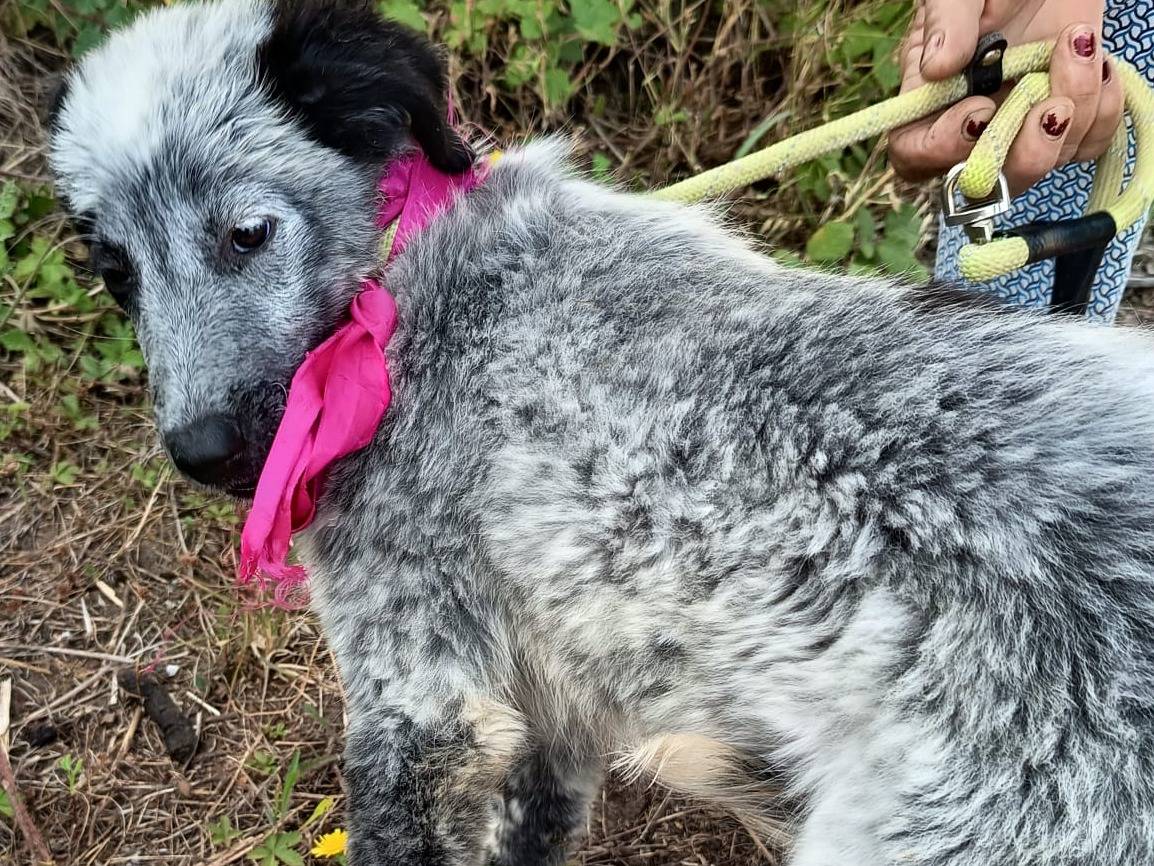 Adotta un cane, taglia media, femmina, Varese