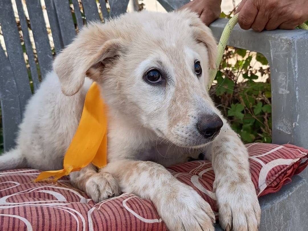 Adozione cane, femmina, Razza sconosciuta Razza sconosciuta, 3 mesi, taglia media, Varese