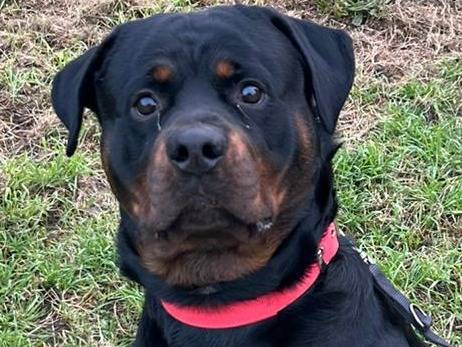 Adozione cane, maschio, Rottweiler Razza sconosciuta, 4 anni e 6 mesi, taglia grande, Cremona