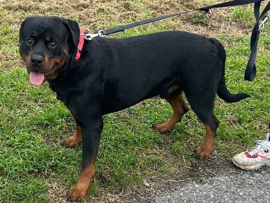 Adotta un cane, maschio, 4 anni e 6 mesi, Cremona