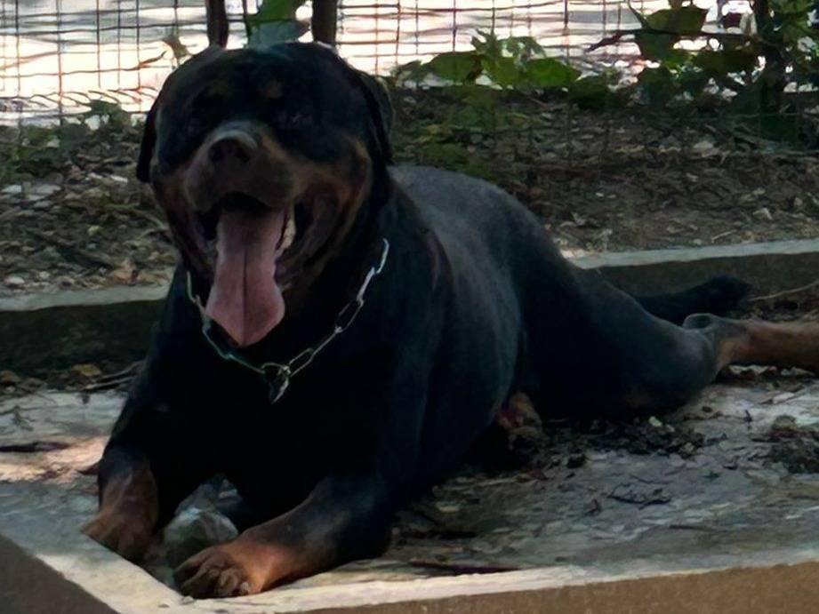 Adotta un cane, taglia grande, maschio, Cremona