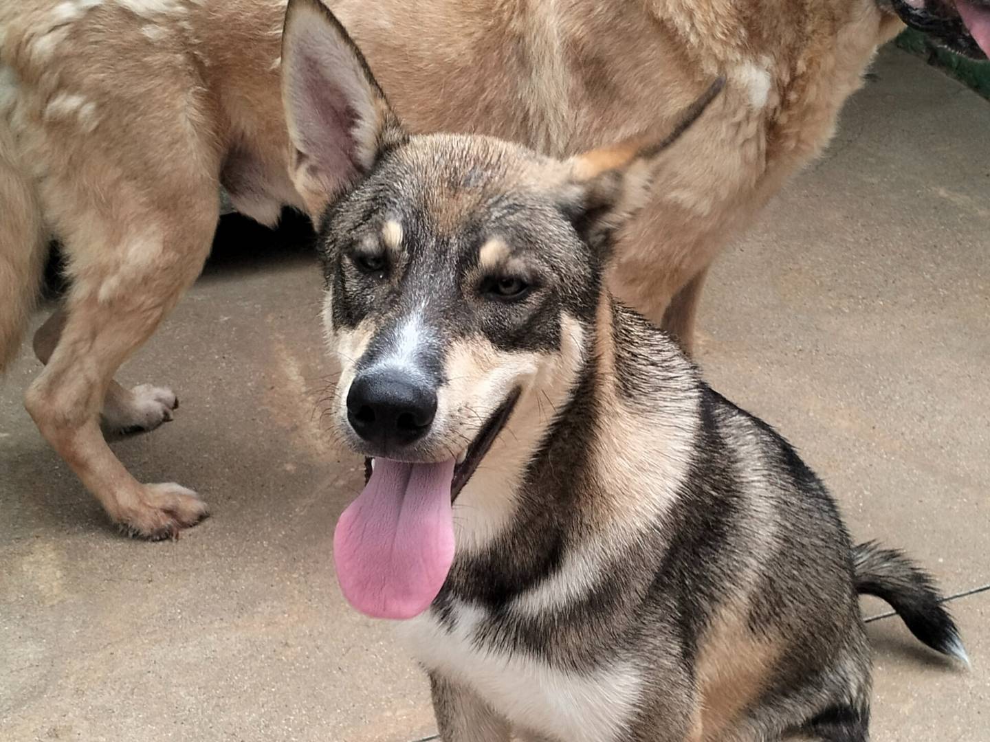 Adozione cane, maschio, Razza sconosciuta Razza sconosciuta, 8 mesi, taglia media, Frosinone