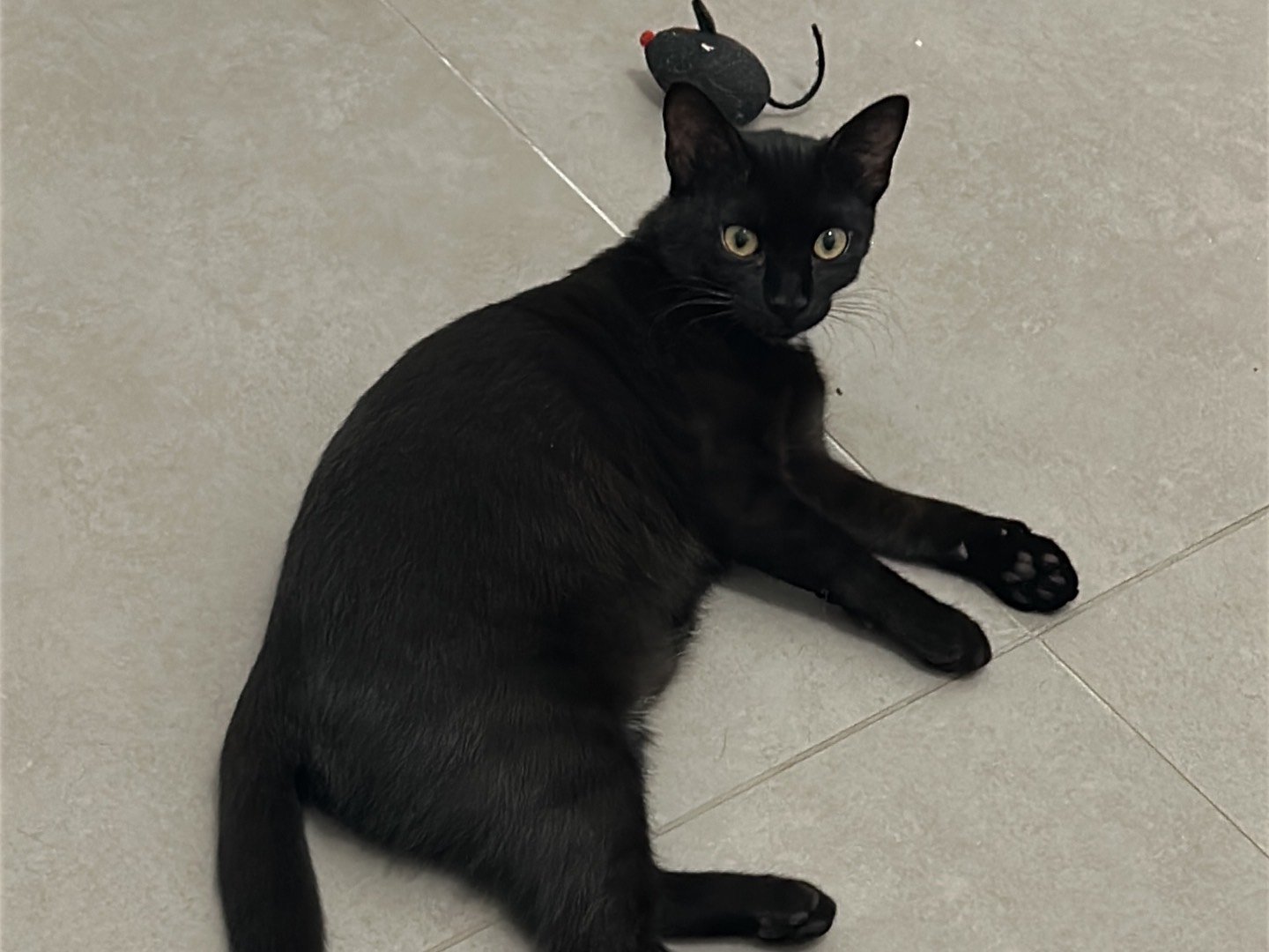 Adozione gatto, femmina, Razza sconosciuta Razza sconosciuta, 1 mesi, taglia non valida, Piacenza