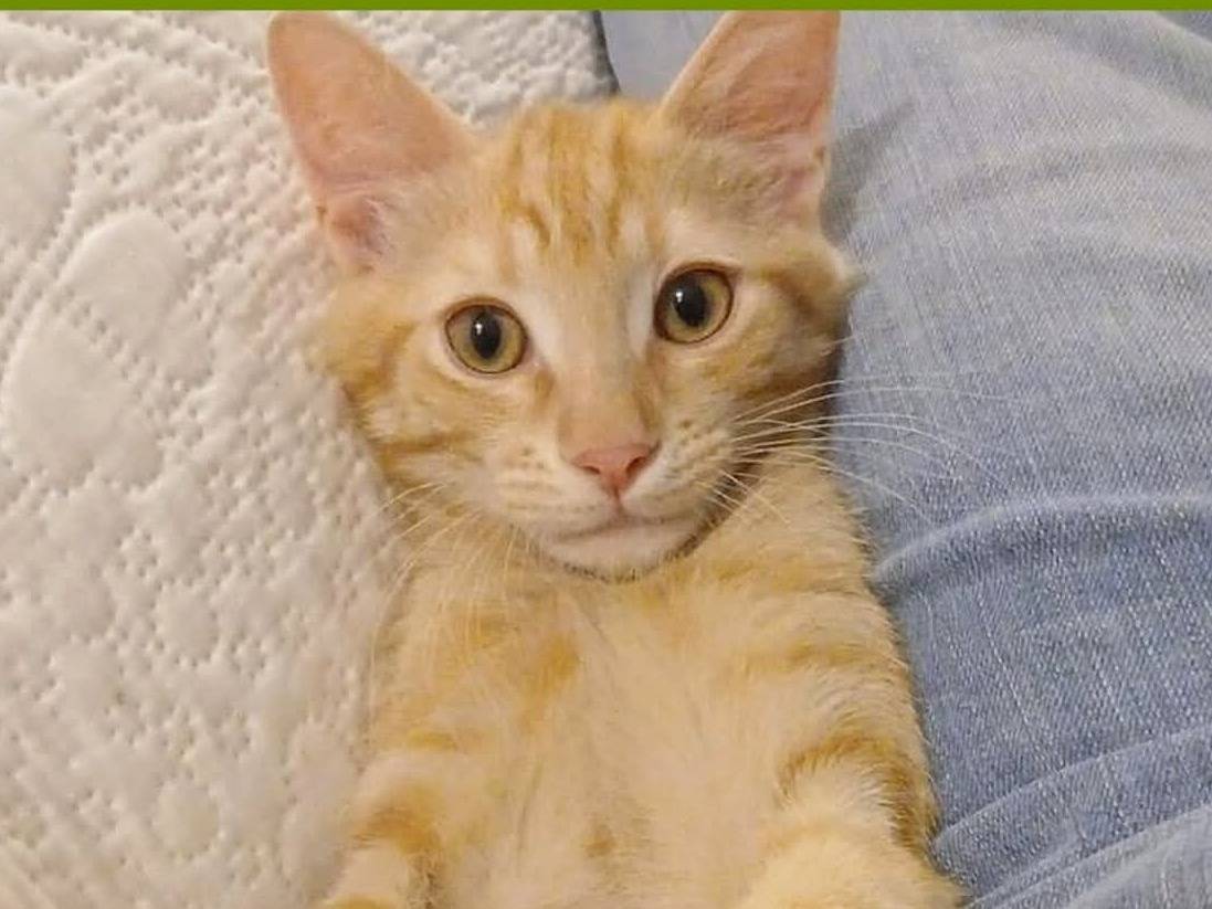 Adozione gatto, maschio, Razza sconosciuta Razza sconosciuta, 4 mesi, taglia non valida, Torino