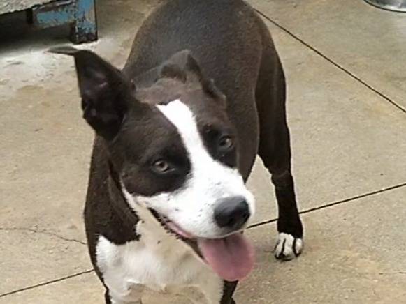 Adozione cane, femmina, Razza sconosciuta Razza sconosciuta, 2 anni e 6 mesi, taglia media, Frosinone