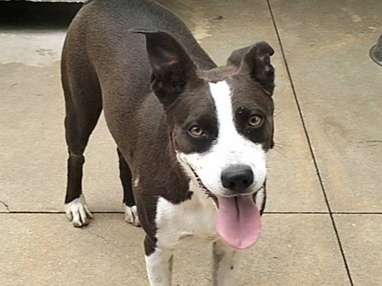 Adotta un cane, femmina, 2 anni e 6 mesi, Frosinone