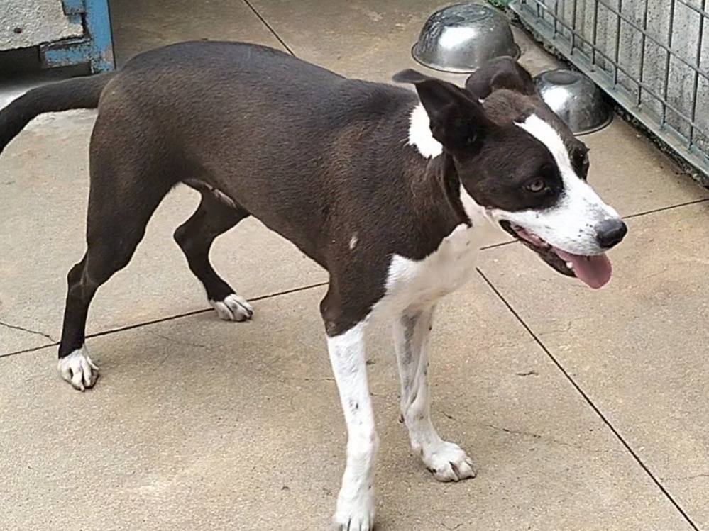 Adotta un cane, taglia media, femmina, Frosinone