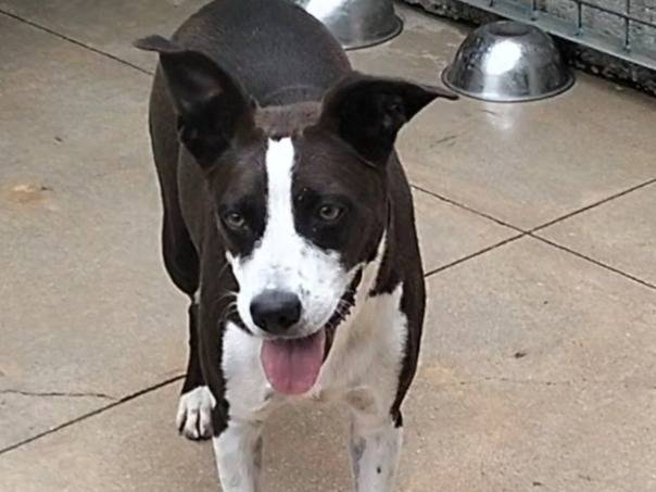 Adotta il cane BELLA a Frosinone