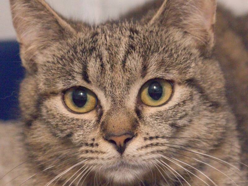 Adozione gatto, femmina, Razza sconosciuta Razza sconosciuta, 5 mesi, taglia non valida, Monza
