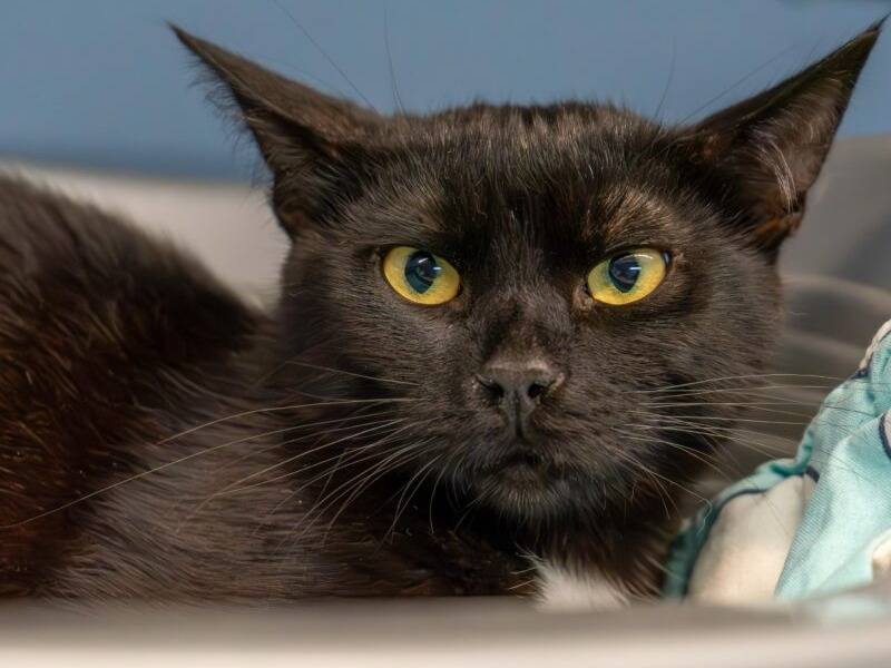Adozione gatto, maschio, Razza sconosciuta Razza sconosciuta, 6 mesi, taglia non valida, Monza
